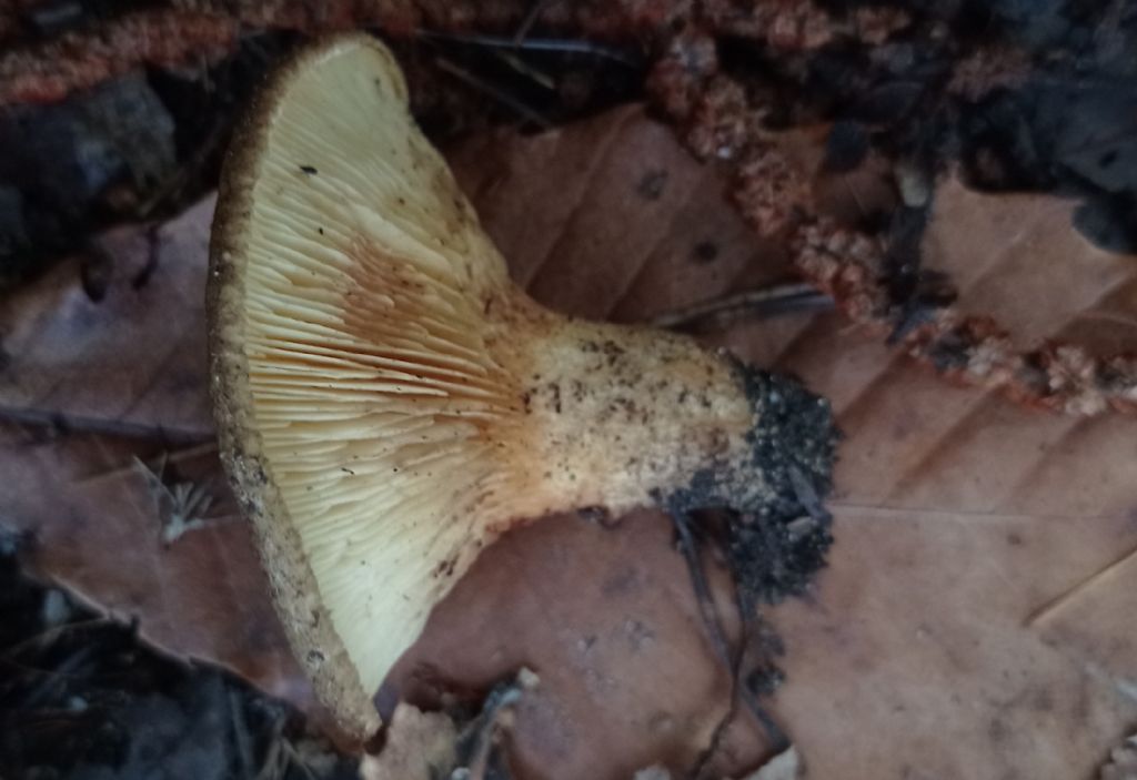 Paxillus involutus